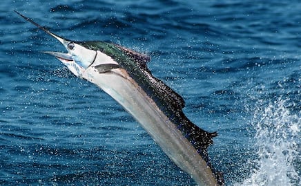 Pez vela de 45 kilos apuñala a mujer en un barco en Florida