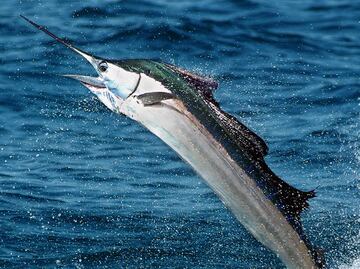 Pez vela de 45 kilos apuñala a mujer en un barco en Florida