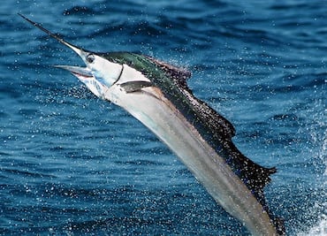 Pez vela de 45 kilos apuñala a mujer en un barco en Florida