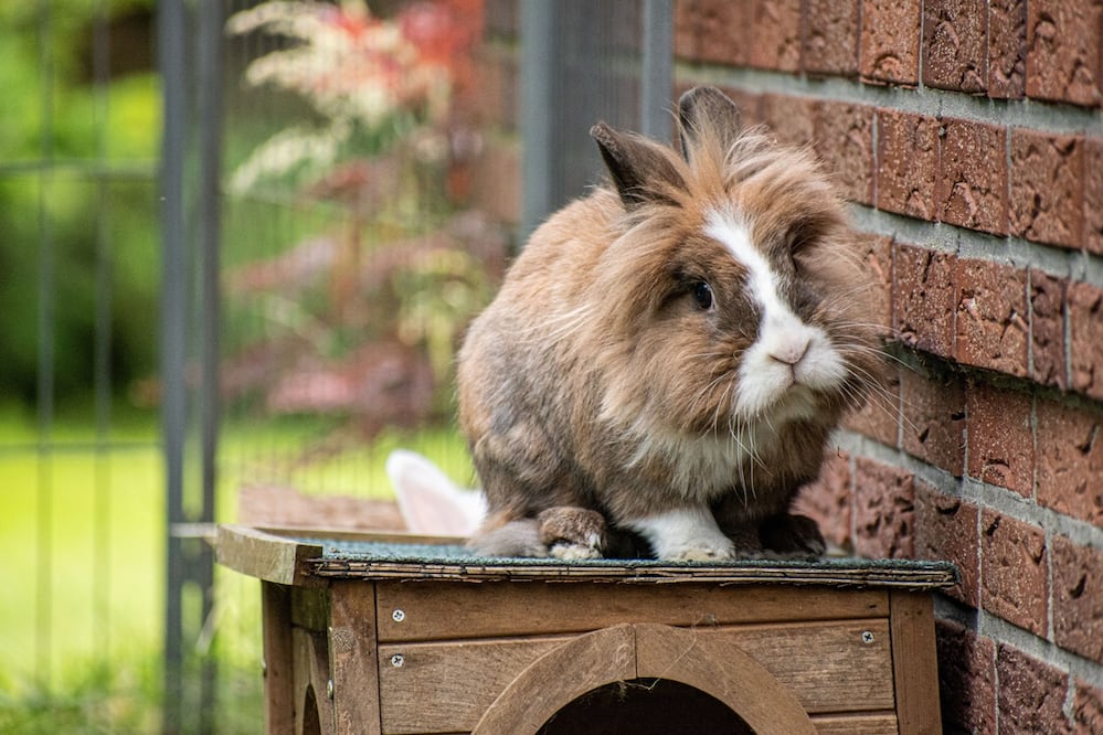 Criaturas invasoras: Conejos cabeza de león invaden suburbio de Florida y desatan controversia. Foto iStock Wirestock
