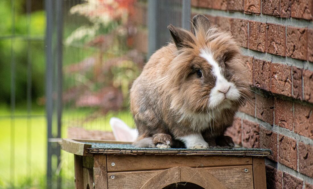 Criaturas invasoras: Conejos cabeza de león invaden suburbio de Florida y desatan controversia. Foto iStock Wirestock