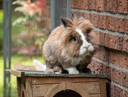 Conejos cabeza de león invaden suburbio de Florida y desatan controversia
