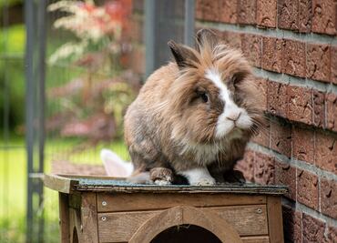 Conejos cabeza de león invaden suburbio de Florida y desatan controversia