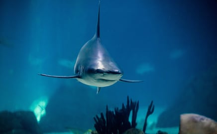 Playa de Long Island registra dos ataques de tiburón en una semana