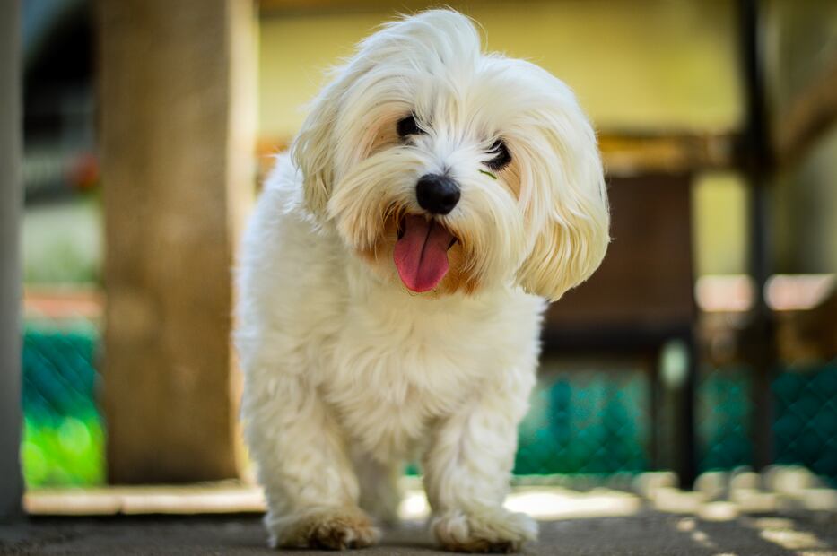 10 razas de perros que viven más años; se quedarán contigo un largo tiempo. Foto: iSTOCK-Utenzilije