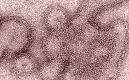 10 mitos sobre la influenza, según la Universidad de Harvard  