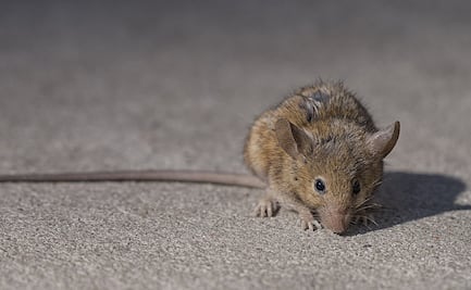 Emiten alerta por aumento de agresividad en ratas durante la pandemia