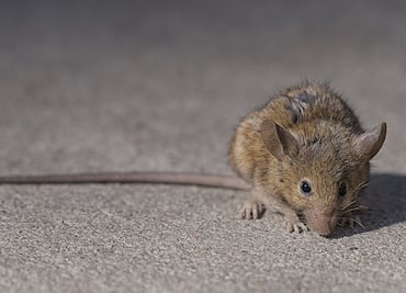 Emiten alerta por aumento de agresividad en ratas durante la pandemia