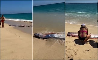 Aparecen dos “peces del Juicio Final” en playas de México y turistas quedan impactados: “Fue surrealista”