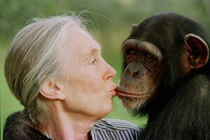 ¿De qué murió Jane Goodall, pionera en el estudio de los chimpancés?