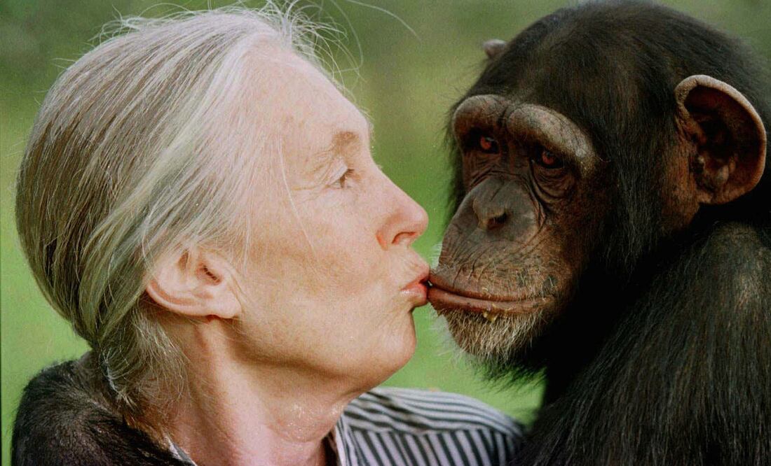 ¿De qué murió Jane Goodall, pionera en el estudio de los chimpancés?. Foto: AP /Jean-Marc Bouju