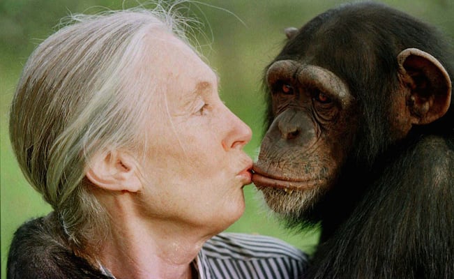¿De qué murió Jane Goodall, pionera en el estudio de los chimpancés?