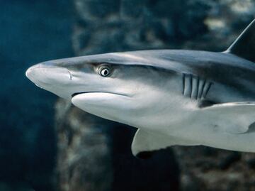 Mujer es atacada por tiburón en Bahía Kealakekua de Hawái