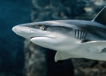 Mujer es atacada por tiburón en Bahía Kealakekua de Hawái