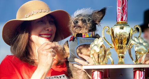 Él es Scamp, el ganador al ‘perro más feo del mundo’ 
