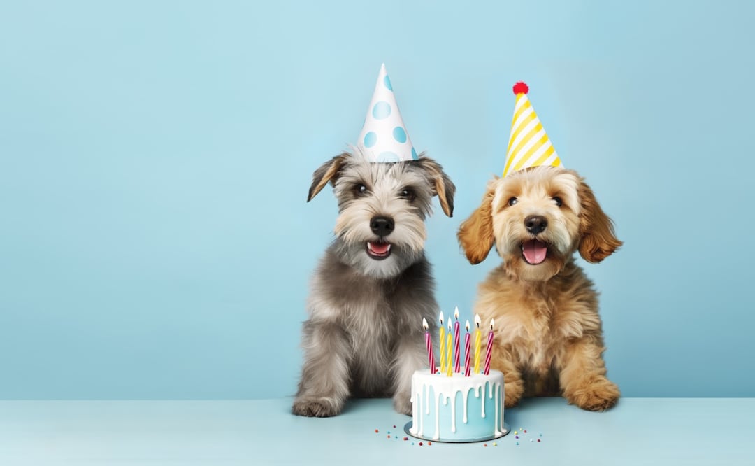 10 razas de perros que viven más años; se quedarán contigo un largo tiempo. Foto: iSTOCK-RuthBlack