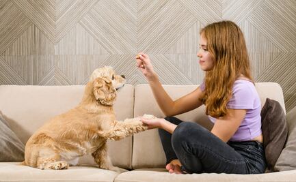 ¿Cuánto gana un entrenador de perros en Estados Unidos? Aquí pagan más