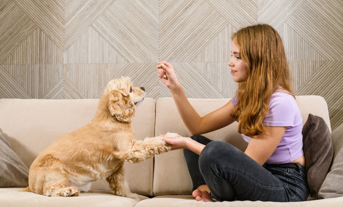 ¿Cuánto gana un entrenador de perros en Estados Unidos? Los estados que pagan más. iStock/O_Lypa