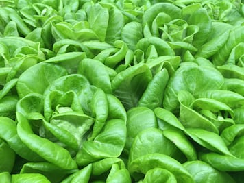 Cyclospora se extiende por EU: el brote ya llega a 20 estados y supera los 11 mil casos