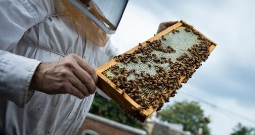 Brigada vigila enjambres en Washington ante auge de apicultores urbanos