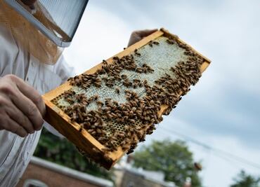 Brigada vigila enjambres en Washington ante auge de apicultores urbanos