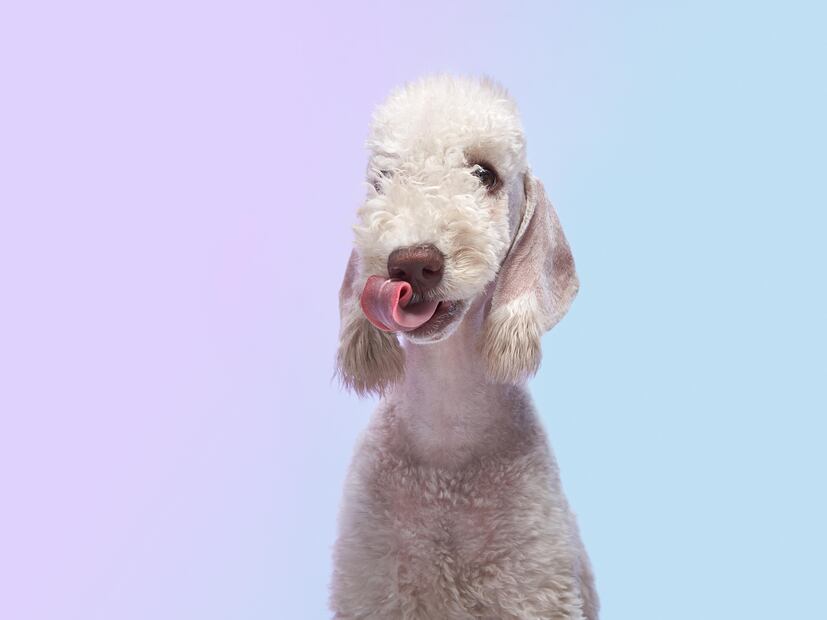 8 mejores razas de perros para personas alérgicas; abrázalos sin miedo a los efectos. Foto: iSTOCK-Anna-av
