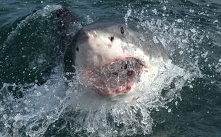 Turistas captan momento en que un tiburón devora a un hombre en playa de Egipto