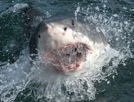 Dramático rescate de una turista mexicana tras ataque de tiburón en las Islas Galápagos