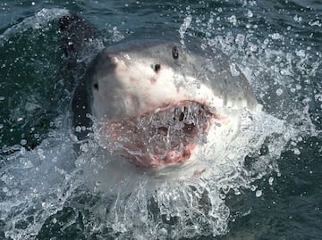 Dramático rescate de una turista mexicana tras ataque de tiburón en las Islas Galápagos