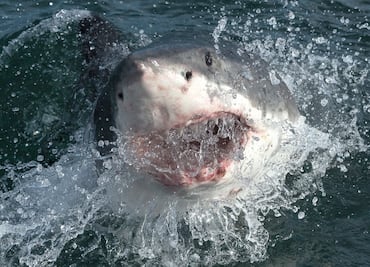 Detectan tiburones con rastros de cocaína, ¿cómo se intoxicaron?