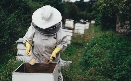 Buscan apicultores para trabajar legalmente con visa en Estados Unidos: Aquí los requisitos