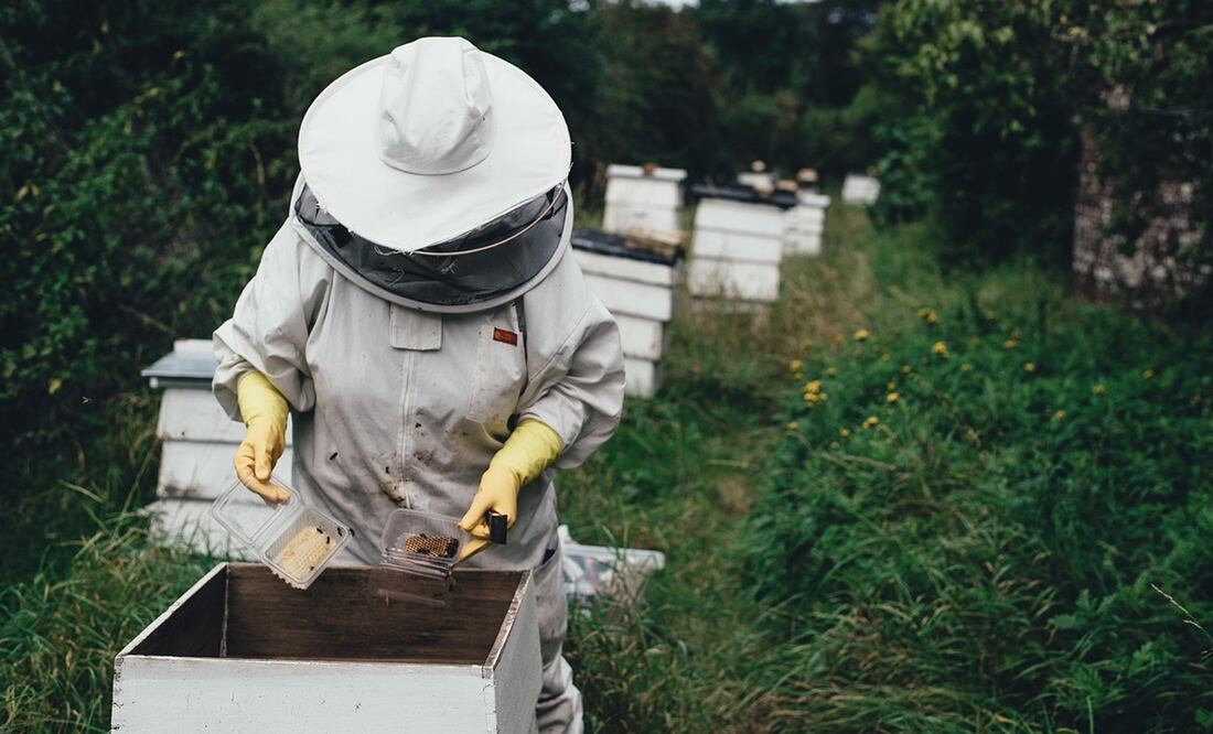 Apicultor. Foto: Pixabay.