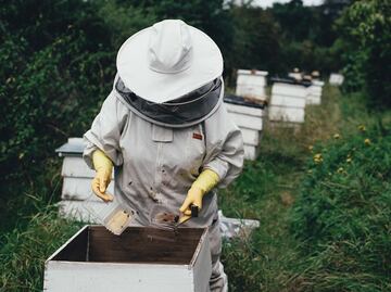 Buscan apicultores para trabajar legalmente con visa en Estados Unidos: Aquí los requisitos