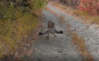 Excursionista graba momento en que puma trata de cazarlo en Utah
