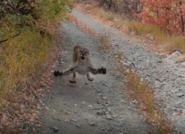 Excursionista graba momento en que puma trata de cazarlo en Utah