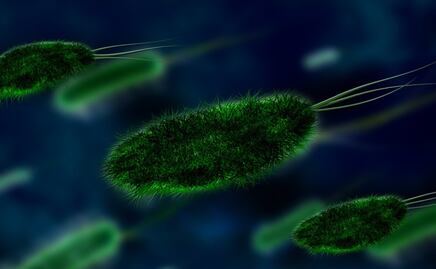 Ubican el origen de la peste negra, propagada por ratas y pulgas