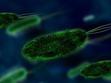 Ubican el origen de la peste negra, propagada por ratas y pulgas