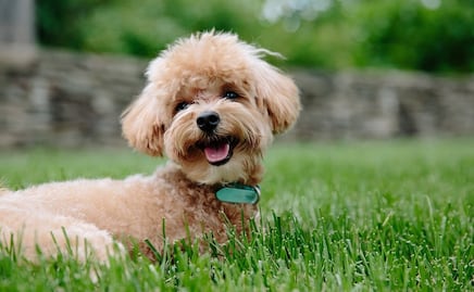 10 razas de perros con la esperanza de vida más larga