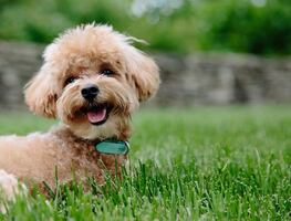 10 razas de perros con la esperanza de vida más larga