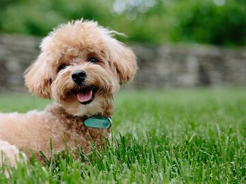 10 razas de perros con la esperanza de vida más larga