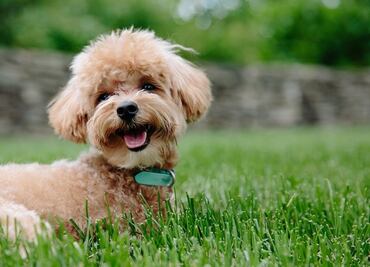 10 razas de perros con la esperanza de vida más larga