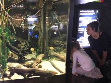 Una anguila eléctrica enciende árbol de Navidad en Tennessee