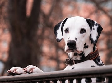 Nueva York tendrá un museo dedicado a los perros