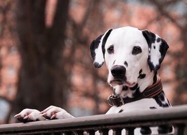 Nueva York tendrá un museo dedicado a los perros