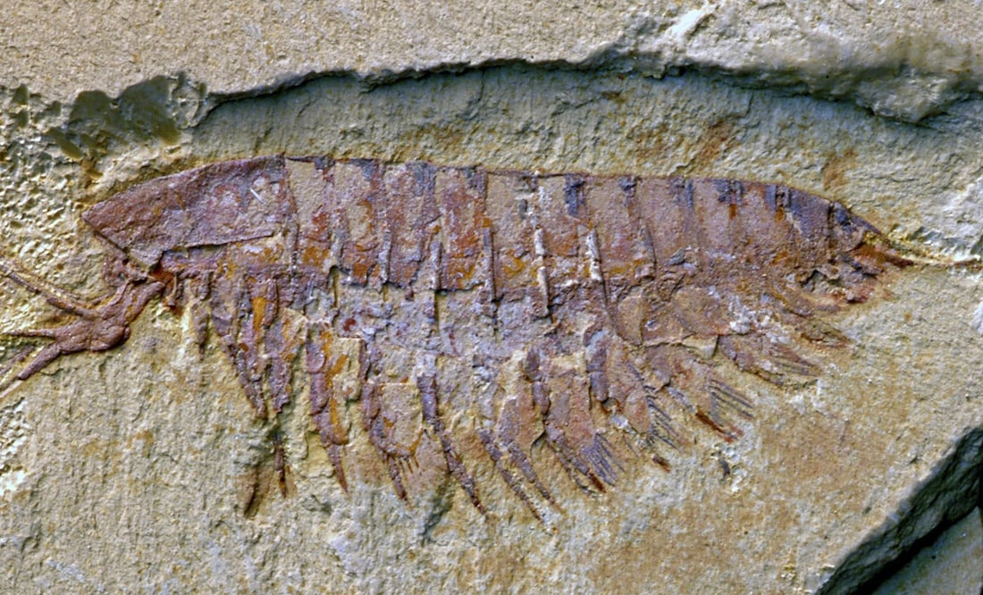 Fósil de un artrópodo ha sido hallado en China. Foto: EFE