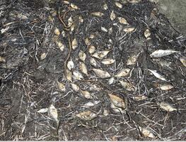 Video. Tóxica marea roja causa nueva mortandad de peces en Florida