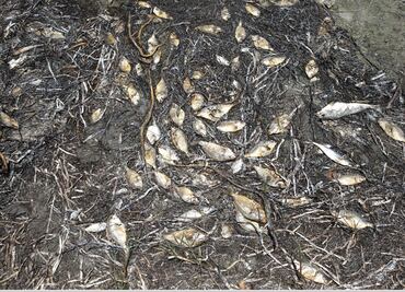 Video. Tóxica marea roja causa nueva mortandad de peces en Florida