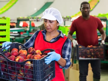 ¿Buscas trabajo? Del Monte lanza vacantes en Estados Unidos con alojamiento y transporte gratis