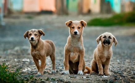 Trasladan de EU a Canadá a 54 perros en busca de oportunidades de ser adoptados 