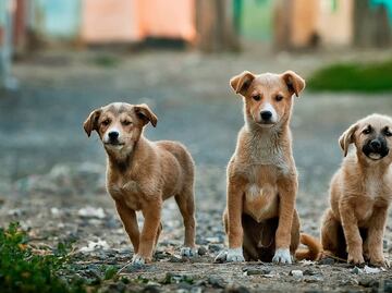 Trasladan de EU a Canadá a 54 perros en busca de oportunidades de ser adoptados